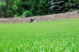 Green healthy lawn with stone wall