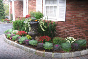 Fall Plantings Mums and Cabbage