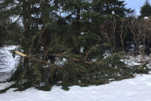 Winter Damage Shrubs and Tree