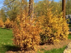 Arb Green Giant Arborvitae with winter damage