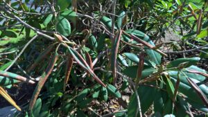 Botryosphaeria Dieback 