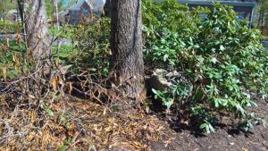 Rhododendrons with winter burn injury 