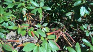 Rhododendrons with Leaf Spot