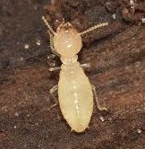 Termites in Evergreens