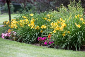yellow and pink flowers for seasonal colors by Horizon Landscape