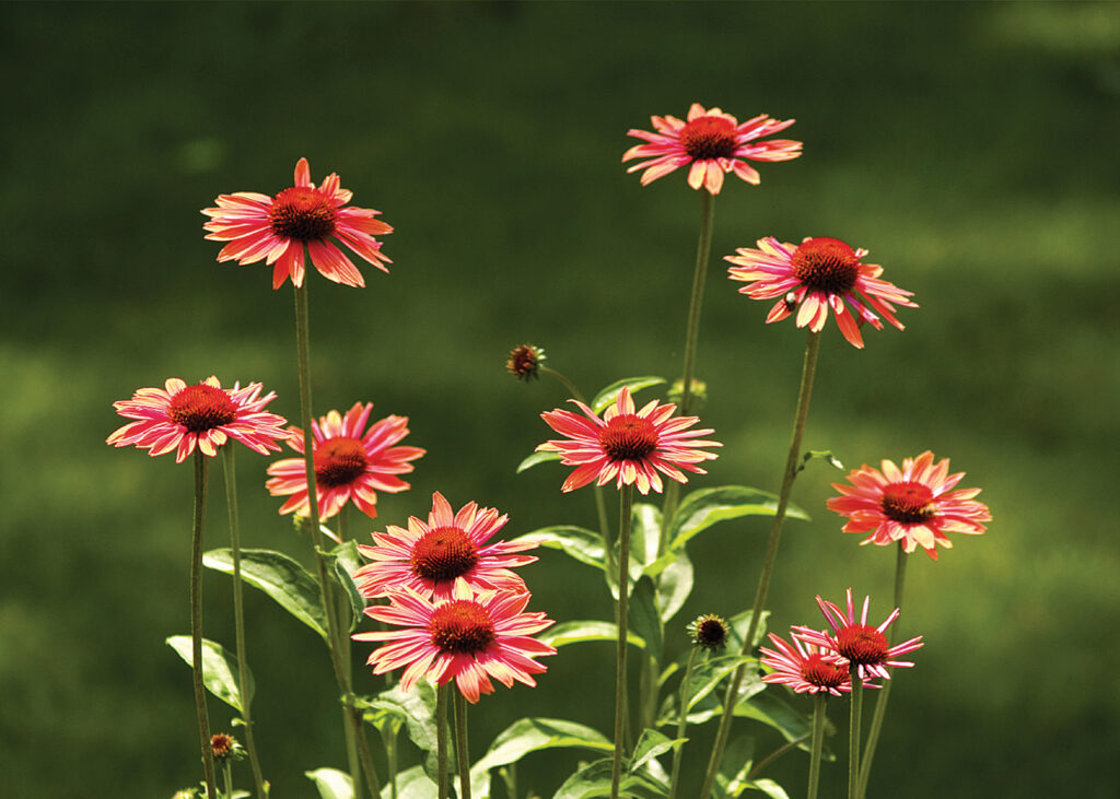 red daisies in backyard for seasonal color from Horizon Landscape